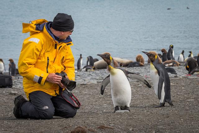 076 Zuid-Georgie, Gold Harbour, koningspinguins.jpg